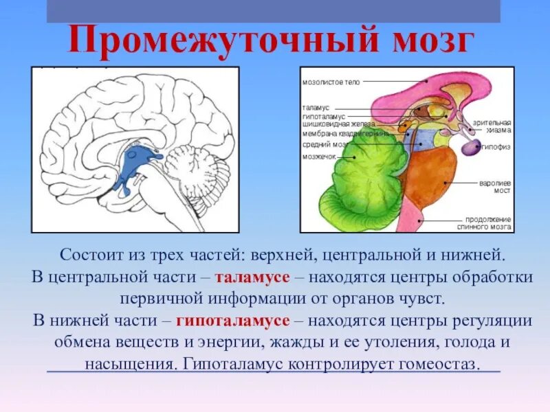 Промежуточный мозг строение и функции кратко. Характеристика промежуточного мозга. Промежуточный мозг анатомия кратко. Промежуточный мозг строение и функции кратко анатомия.