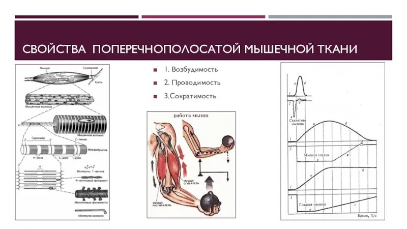 Возбудимость и сократимость мышечной ткани. Сокращение поперечно полосатой мышечной ткани. Свойства мышечной ткани возбудимость и сократимость. Свойства поперечно полосатой мышечной ткани. Поперечно полосатые мышцы функции.