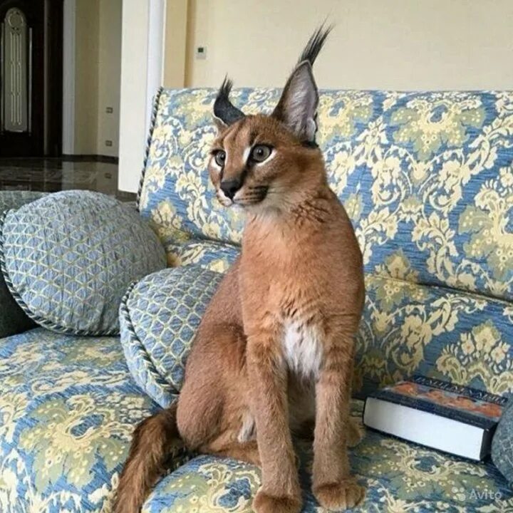 NATURE Exotic cats, Animals wild, Caracal cat