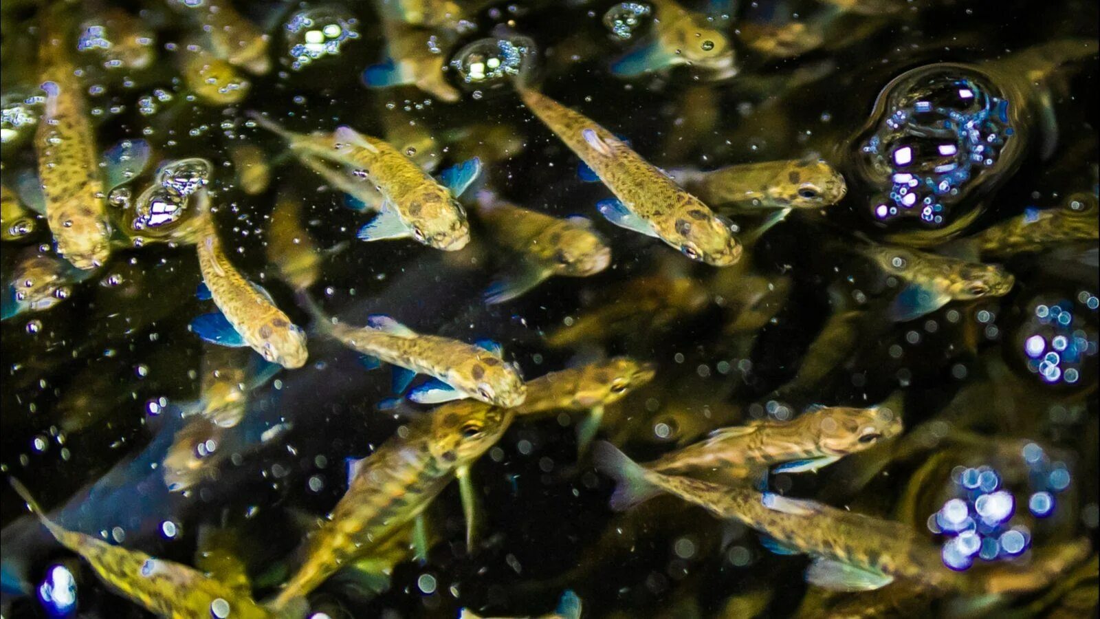 Водоросли мальки рыб окунь. Малек чавычи. мальки рыб. кандалакшский экспериментальный лососевый завод. мальки лосося.