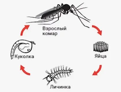 Развитие комара обыкновенного