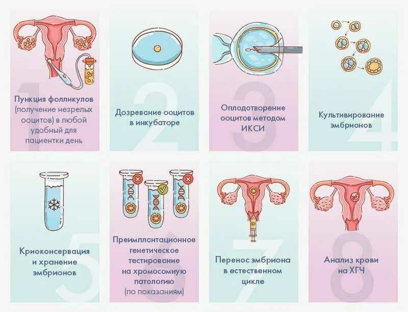 Экстракорпоральное оплодотворение схема. Журнал эко/ИКСИ - ЦЕНТРМАГ. Эко оплодотворение этапы. Схема экстракорпорального оплодотворения.