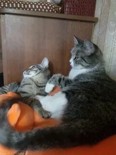 Уживаются 2 кошки
