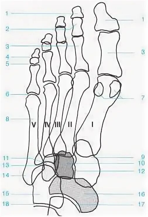 5 фаланга стопы. Сесамовидная кость плюснефалангового сустава. Проксимальная фаланга стопы. Анатомия плюснефалангового сустава стопы. Сесамовидные кости 1 плюсневой кости.