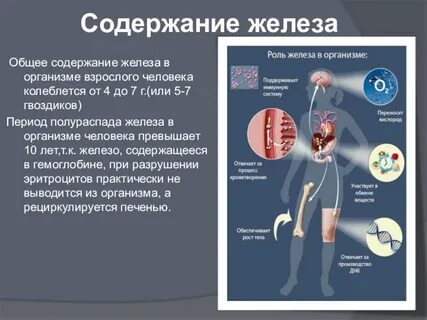 Роль железа в жизнедеятельности организмов составить кластер