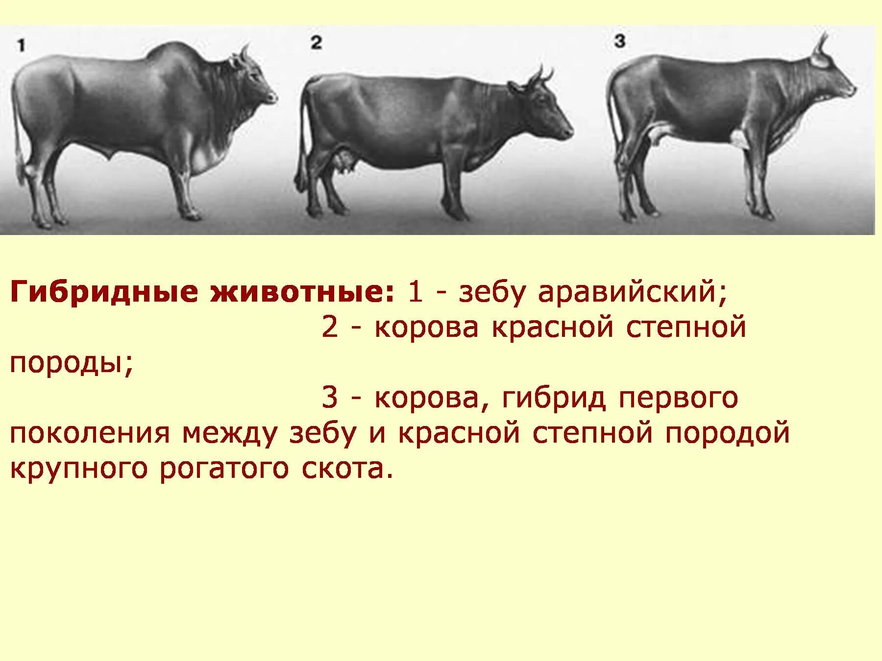 Селекционные животные. Селекция коров. Селекция пород животных. Селекция крупного рогатого скота.