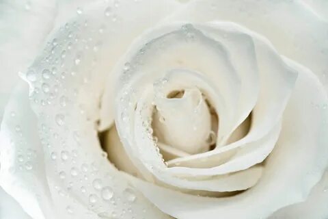 White stock