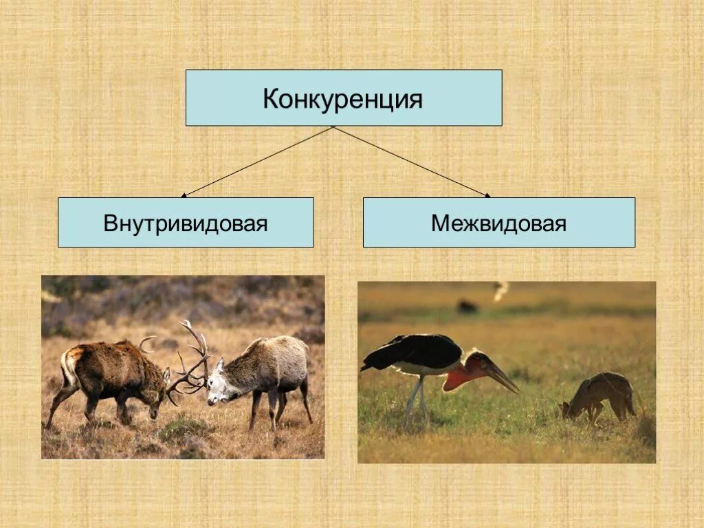 Косвенная конкуренция. Межвидовая конкуренция это в биологии. Конкуренция в биологии. Внутривидовая и межвидовая конкуренция. Медвтдова и внутри видовая концеренция.