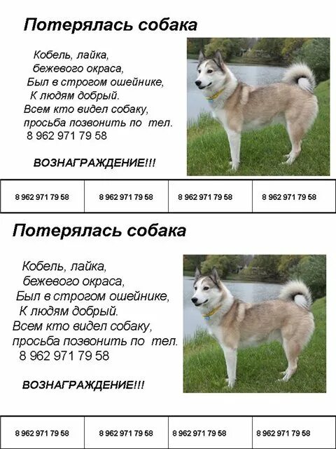 Восточно-сибирская лайка вес. Западносибирская лайка лайка стандарт породы. Западно сибирская лайка рост в холке. Номер впкос. Лайка вес щенка.