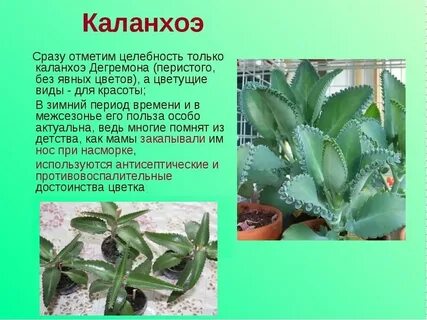 Какой каланхоэ капают в нос