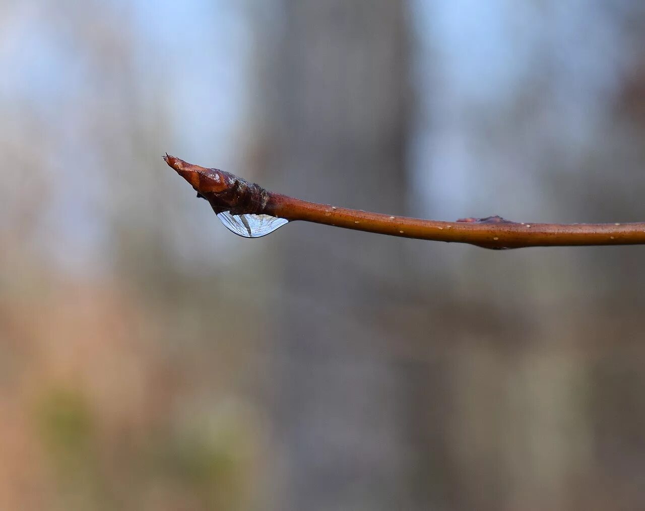 Raining tree