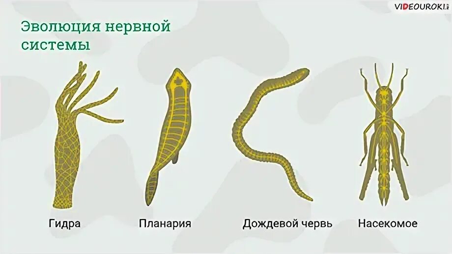 Биология 7 класс нервная система рефлекс инстинкт. Нервная система животных рефлекс инстинкт. Нервная система рефлекс инстинкт 7 класс. Биология 7 класс нервная система. Рефлекс. Инстинкт видеоурок. Урок по биологии нервная система рефлекс инстинкт.