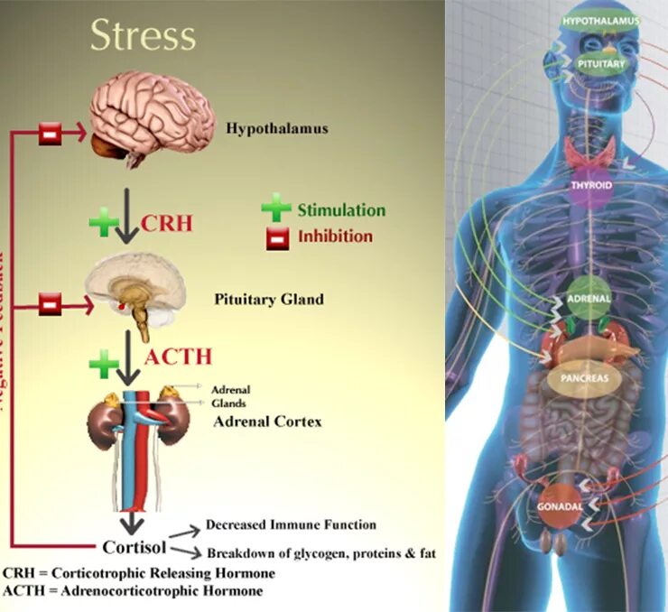 Гормон повышающий стресс. Гормоны стресса. Стресс кортизол. Влияния кортизола на организм человека. Анатомия стресса.