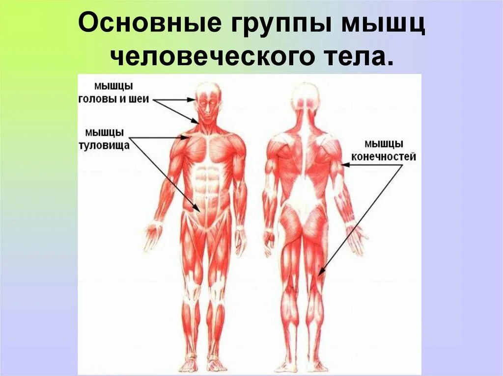 Распределите мышцы по группам. Группы мышц. Основные группы мышц. Мышцы человека. Основные мышечные группы тела.