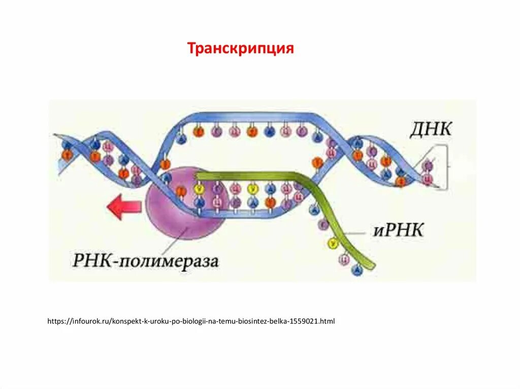 Концы транскрибируемая днк. Транскрипция ДНК И РНК. Схема образования ИРНК У эукариот. Строение транскрипции ДНК. Механизм транскрипции ДНК.