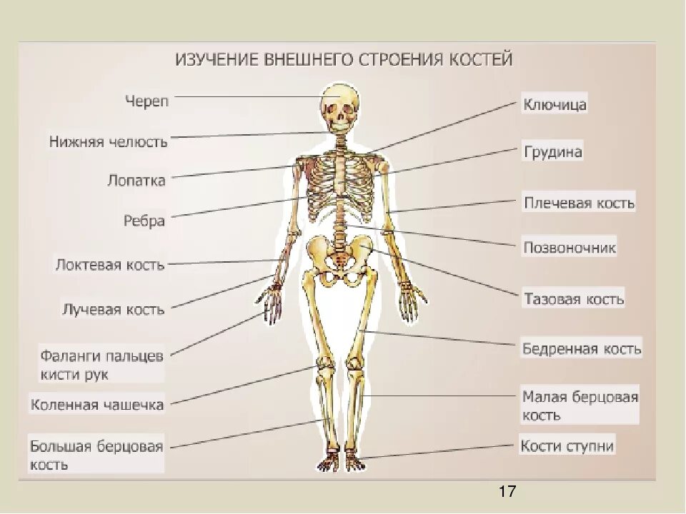 Скелет человека с названием костей 4 класс. Строение тела человека. Биология строение человека. Строение человека 4 класс. Строение костей человека.