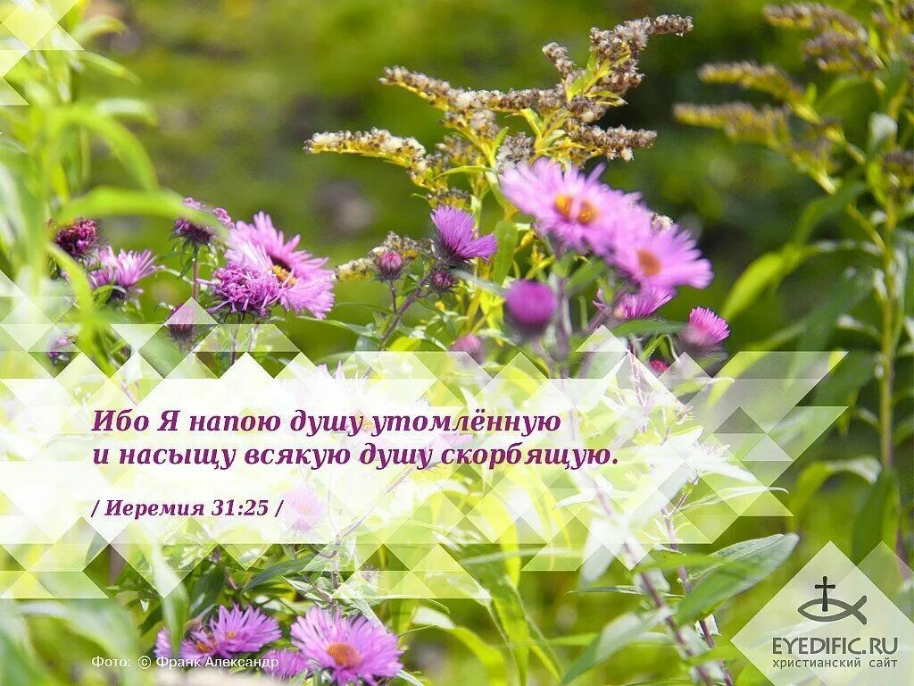 укреплять христианские. природа и господь. все могу в укрепляющем меня иисусе. кто первый принял христианство в мире. икона крещение руси князем владимиром.