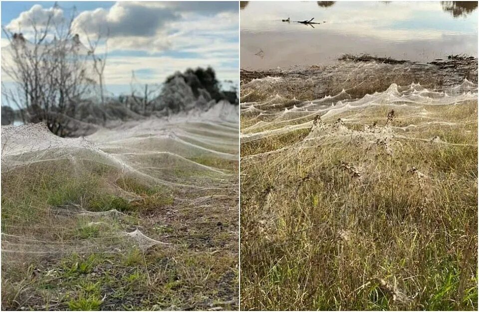 Австралия нашествие. Нашествие пауков в Австралии. Австралия пауки Нашествие 2021. Нашествие пауков в Австралии 2021.