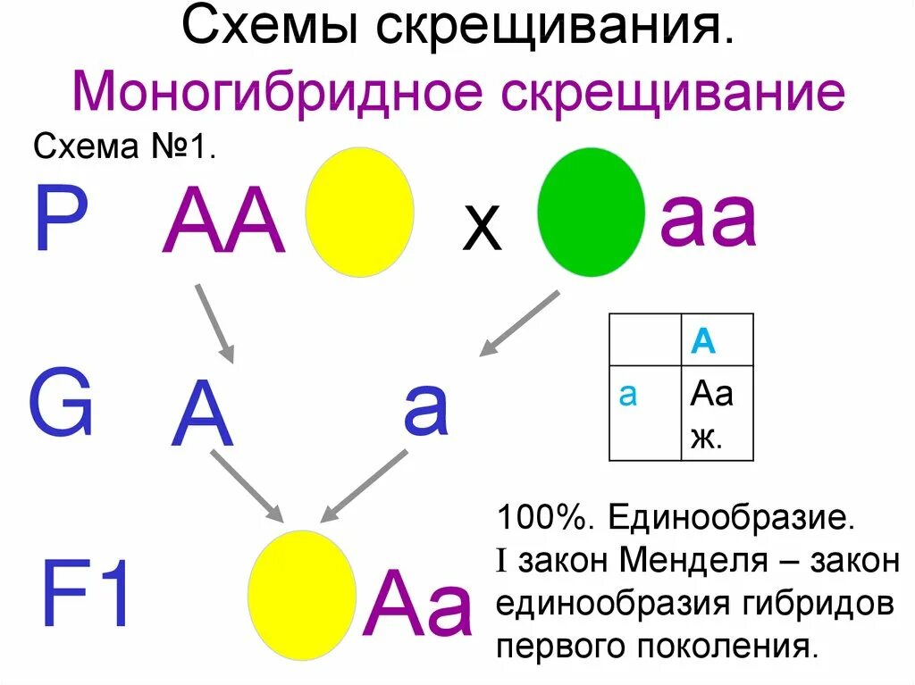 Моногибридное и дигибридное скрещивание 10 класс. Генетическая схема моногибридного скрещивания. Моногибридное скрещивание 1:1. Схема моногибридного скрещивания и дигибридного скрещивания. Составление простейших схем моногибридного скрещивания» 10 класс.