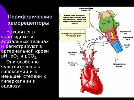 Сердечно сосудистый центр расположен в