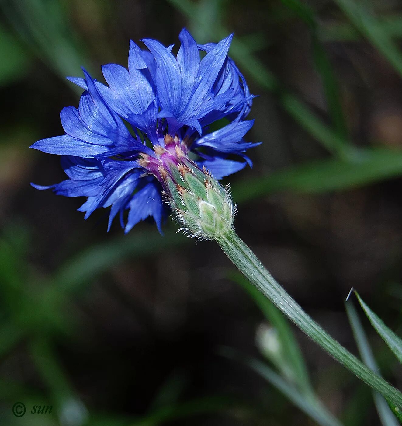 Василек работа. Василек полевой Centaurea cyanus. Василек синий (Centaurea cyanus). Бодяк Василек Луговой. Василек многолетний Луговой.