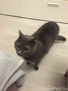Ко т