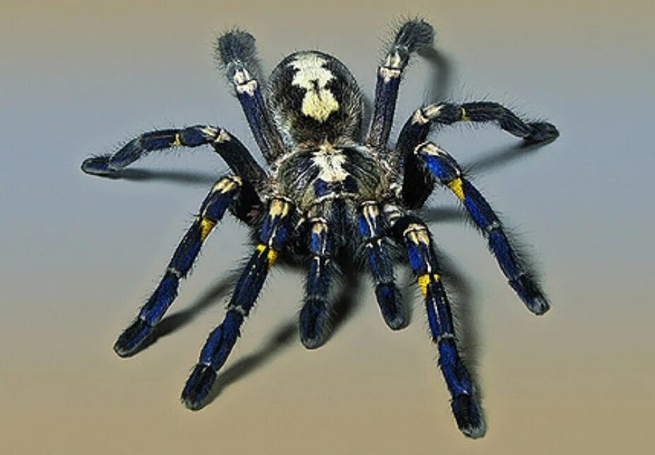 Паук какое царство. Царство пауков (королевство пауков). poecilotheria metallica паук. мигаломорфные пауки.