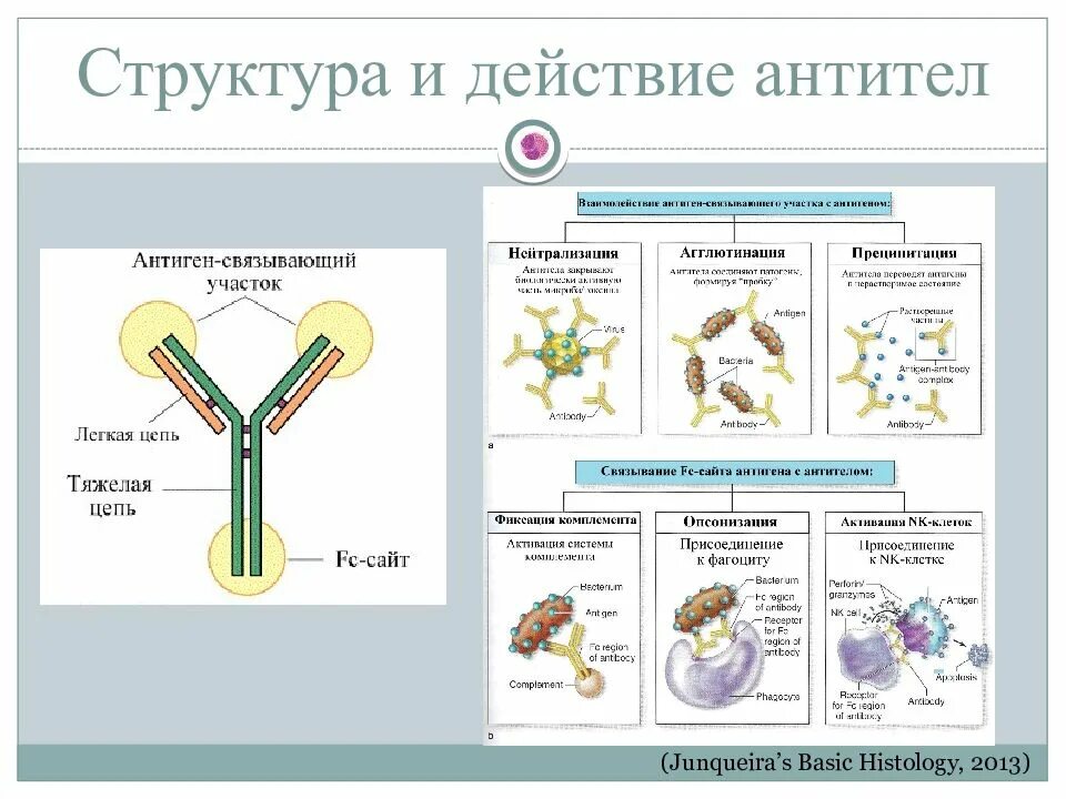 Схема строения антител иммунология. Строение антитела структура. Антитела структура антител. Молекулярное строение антител.