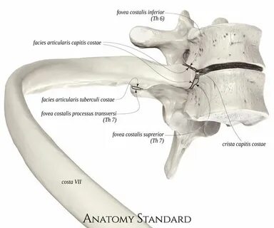 Articulatio capitis costae