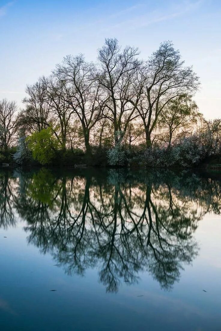 Отражение деревьев в воде. Деревья отражаются в воде. Зеркальная гладь воды. Отражение в воде.