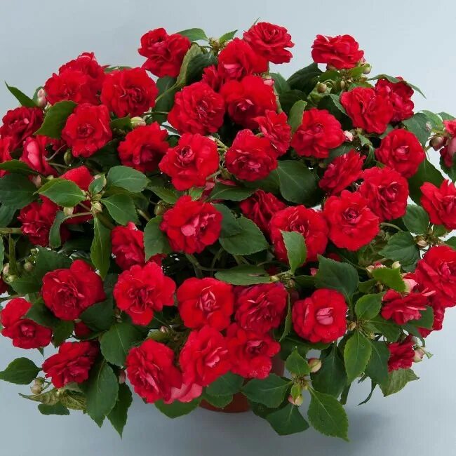 Как сохранить бальзамин зимой. Бальзамин elegant red. бальзамин уоллера musica elegant red. бальзамин fiesta salsa red. бальзамин валлера musica.