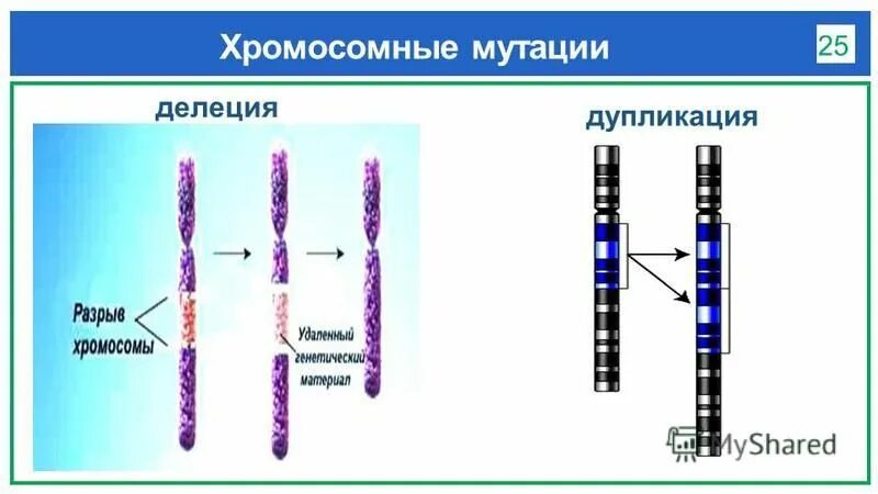 Мутация делеция примеры. Мутации хромосомные схема делеция. дупликация хромосом. делеция дупликация. делеция рисунок.