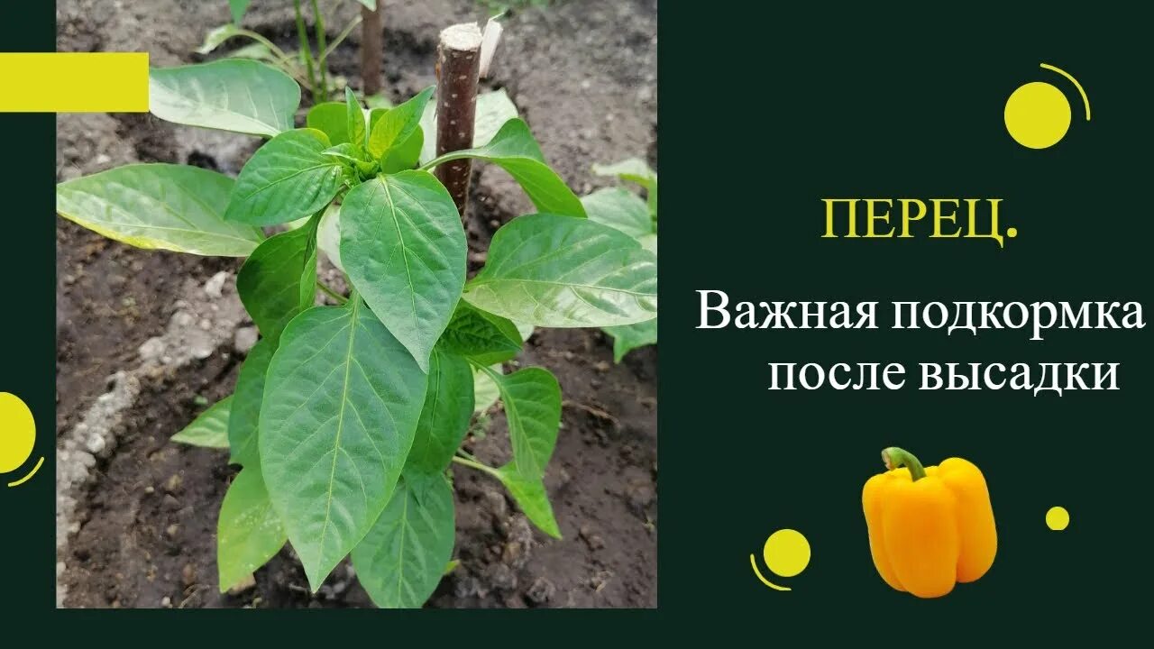 Удобрение сладкого перца. Подкормка перца после высадки в грунт. первая подкормка перца в теплице после высадки. первая подкормка перца после высадки в теплицу. обязательная подкормка сладкого перца ,огородный эксперт.