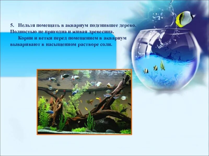 Аквариум искусственная экосистема. Биогеоценоз аквариума. Аквариум модель экосистемы. Аквариум и его обитатели. Экосистема аквариума обитатели