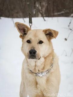 Ex dog