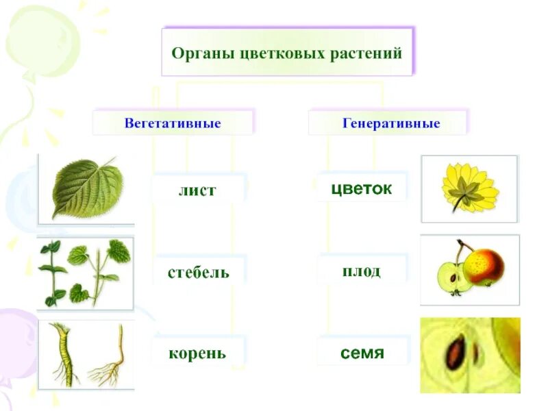 Установите соответствие вегетативные органы генеративные органы. Вегетативные органы цветкового растения схема. Вегетативные и генеративные органы цветкового растения. Вегетативные и генеративные органы растений 6 класс. Органы растений вегетативные и генеративные схема.