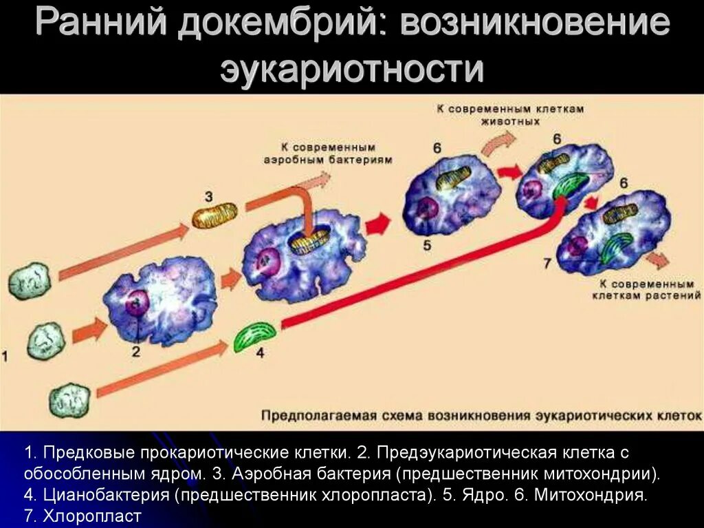 Схема образования эукариот путем симбиогенеза. Схема возникновения эукариот. Симбиотическая гипотеза эукариот. Схема эволюции эукариотических клеток. Появление эукариотических организмов