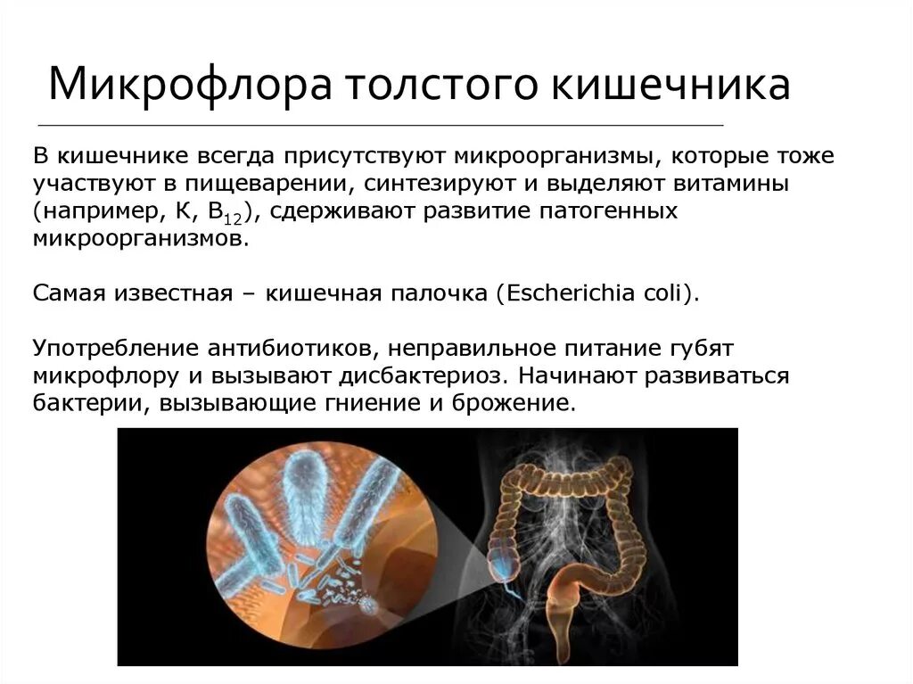 Роль бактерий толстого кишечника человека. Микрофлора Толстого кишечника. Микрофлора в толстом кишечнике. Представители нормальной микрофлоры Толстого кишечника. Микроорганизмы в толстом кишечнике.