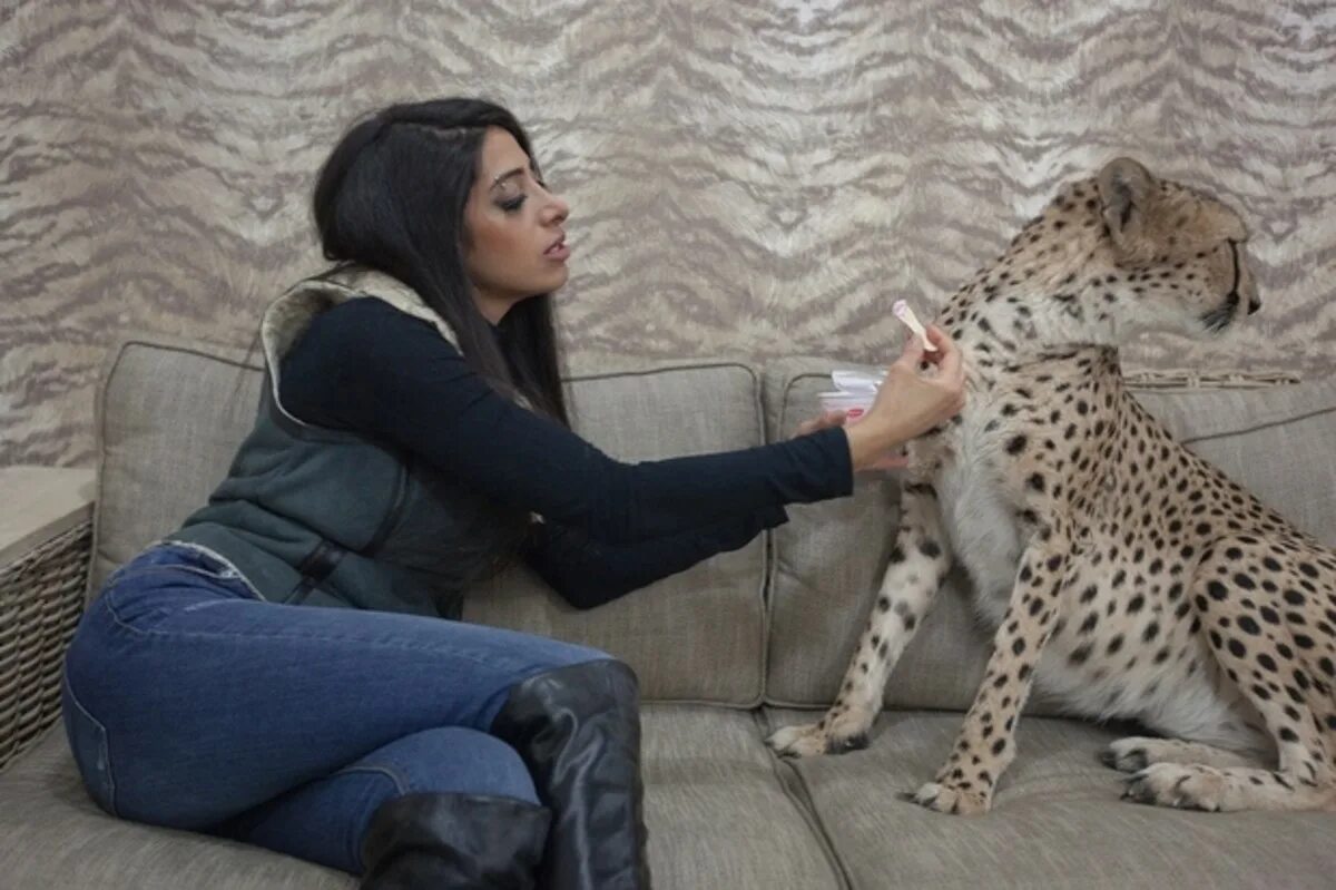 Pet cheetah. Гепард в домашних условиях. Богиня с головой гепарда. Гепард на троне. Можно ли приручить гепарда.