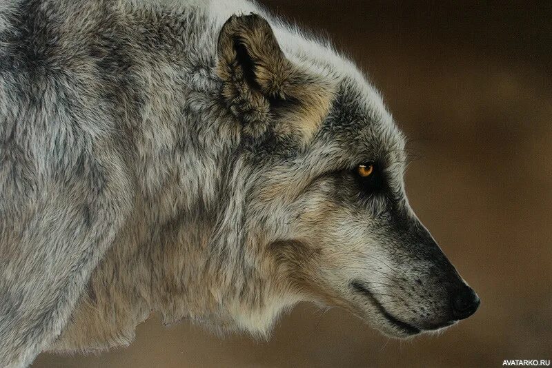 Будете слышать и видеть все. Жизнь волка. Одинокие волки.