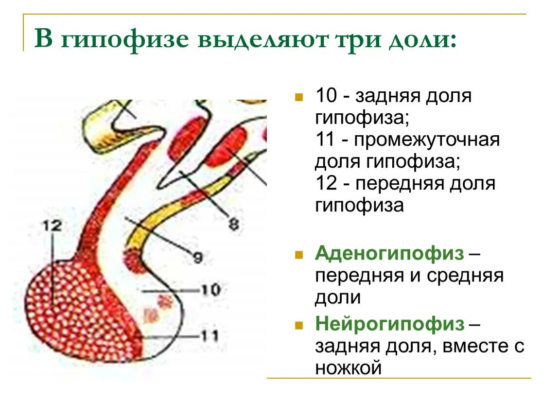 Выполняемые функции гипофиза. Аденогипофиз строение.