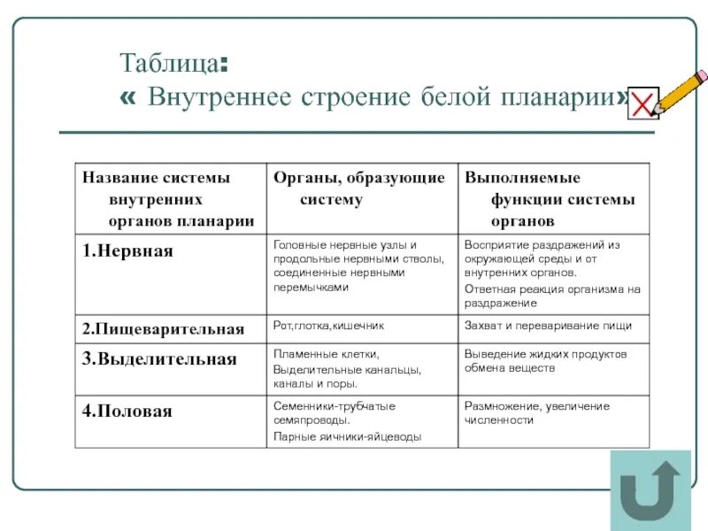 Какая часть белой планарии выполняет двигательную функцию. Системы органов планарии. Строение белой планарии биология 7. Белая планария строение систем. Внутреннее строение белой планарии.