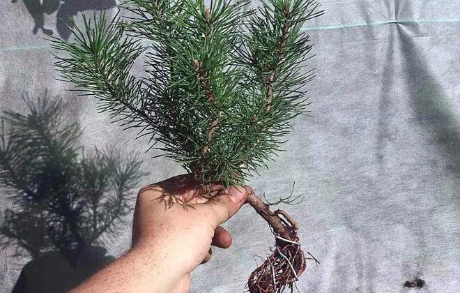 How to Plant an Acorn and Grow an Oak Tree