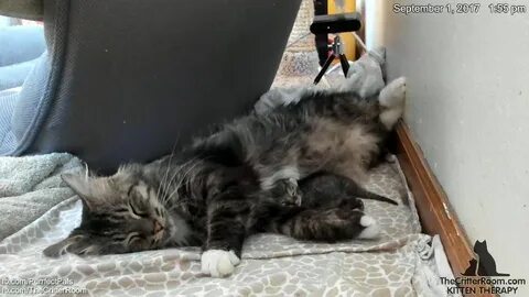 Котенку 4 дня