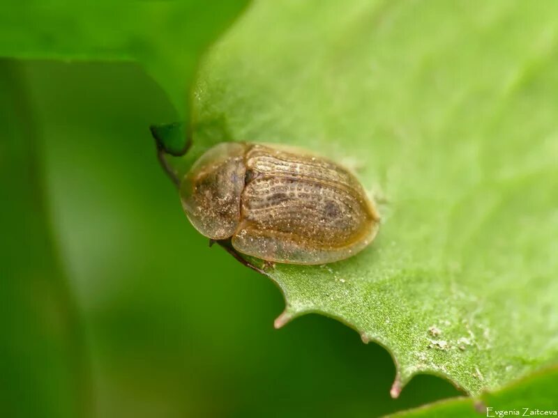 Свекловичная щитоноска зеленая. Щитоноска. Щитоноска свекловичная - cassida nebulosa. Щитоноска свекловичная - cassida nebulosa. Щитоноска зелёная (cassida viridis).