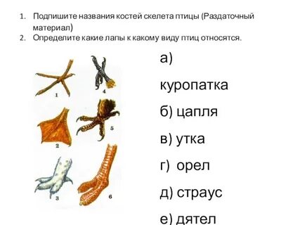 Приведи примеры животных птиц