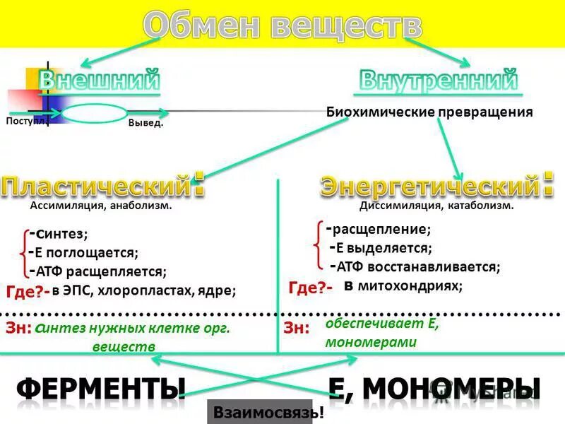 Атф поглощается