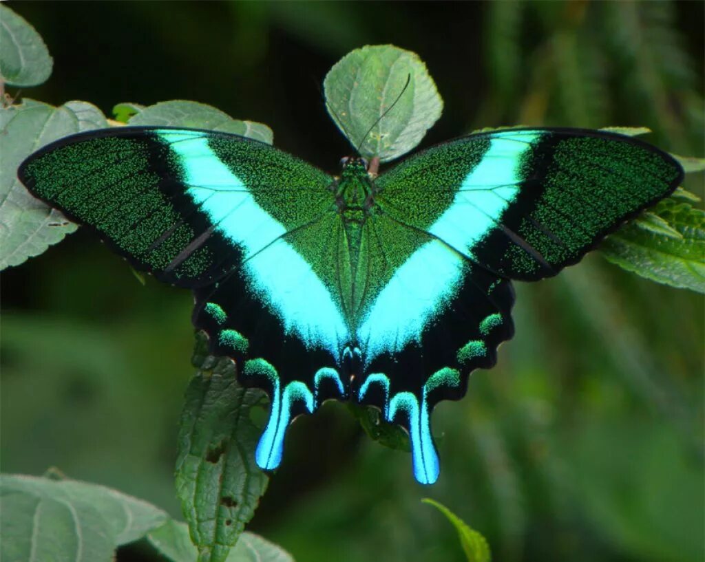 Название самых красивых бабочек. Papilio Blumei бабочка. Парусник Блюме бабочка. Изумрудный Махаон бабочка. Papilio Dardanus бабочка.