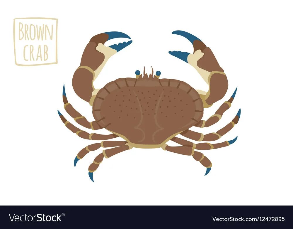 Рука бур краба. Brown Crab. Бурый краб. Бур для краба. Краб коричневый рисунок для детей.