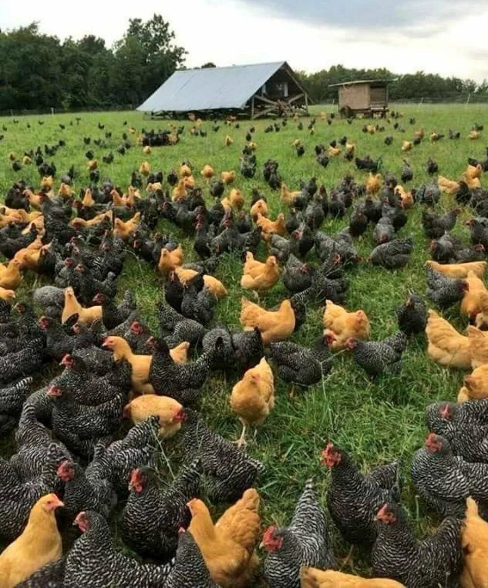 Где живут куры. ЭКОФЕРМА курятник. Деревенский курятник. Птица ферма. Куры.